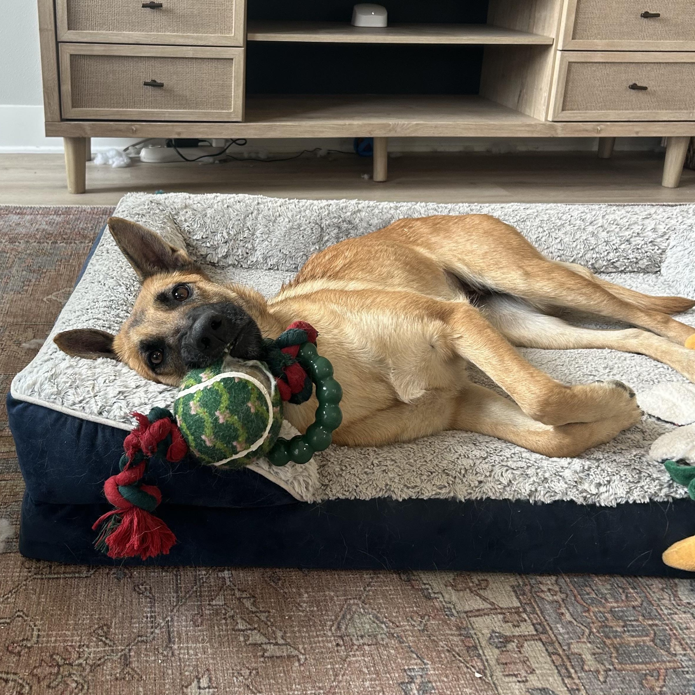 Willow, an adoptable mixed breed in Caldwell, TX image 4/5