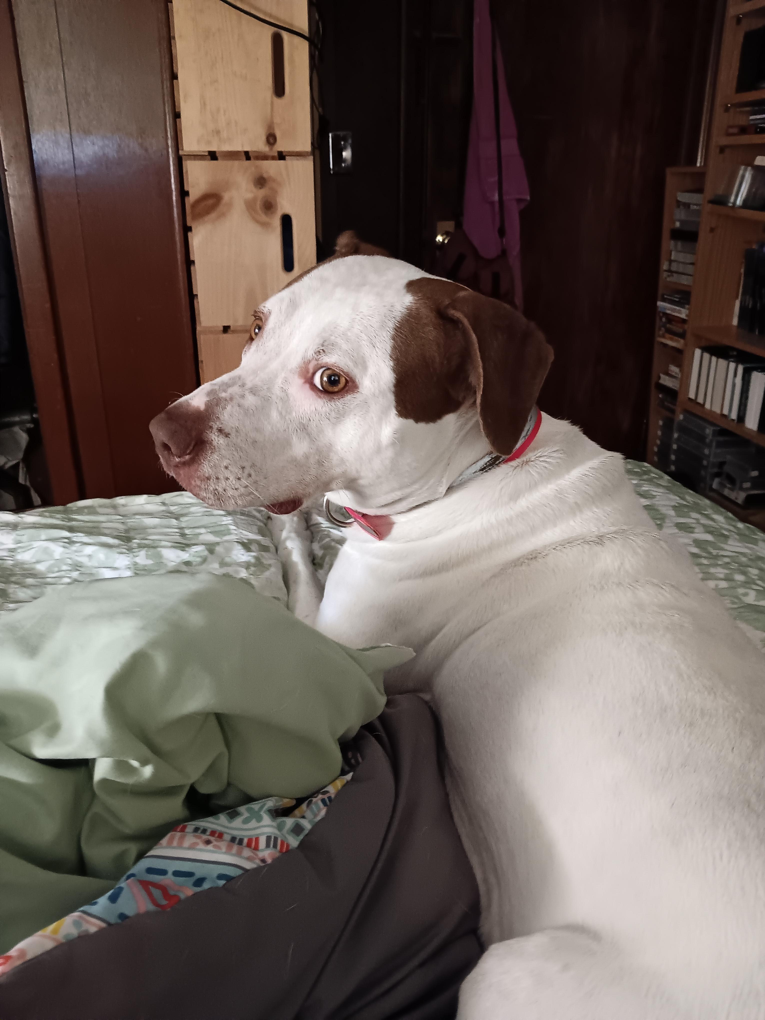 Lucy, a Adoptable mixed breed in Greeneville, TN image 1/4