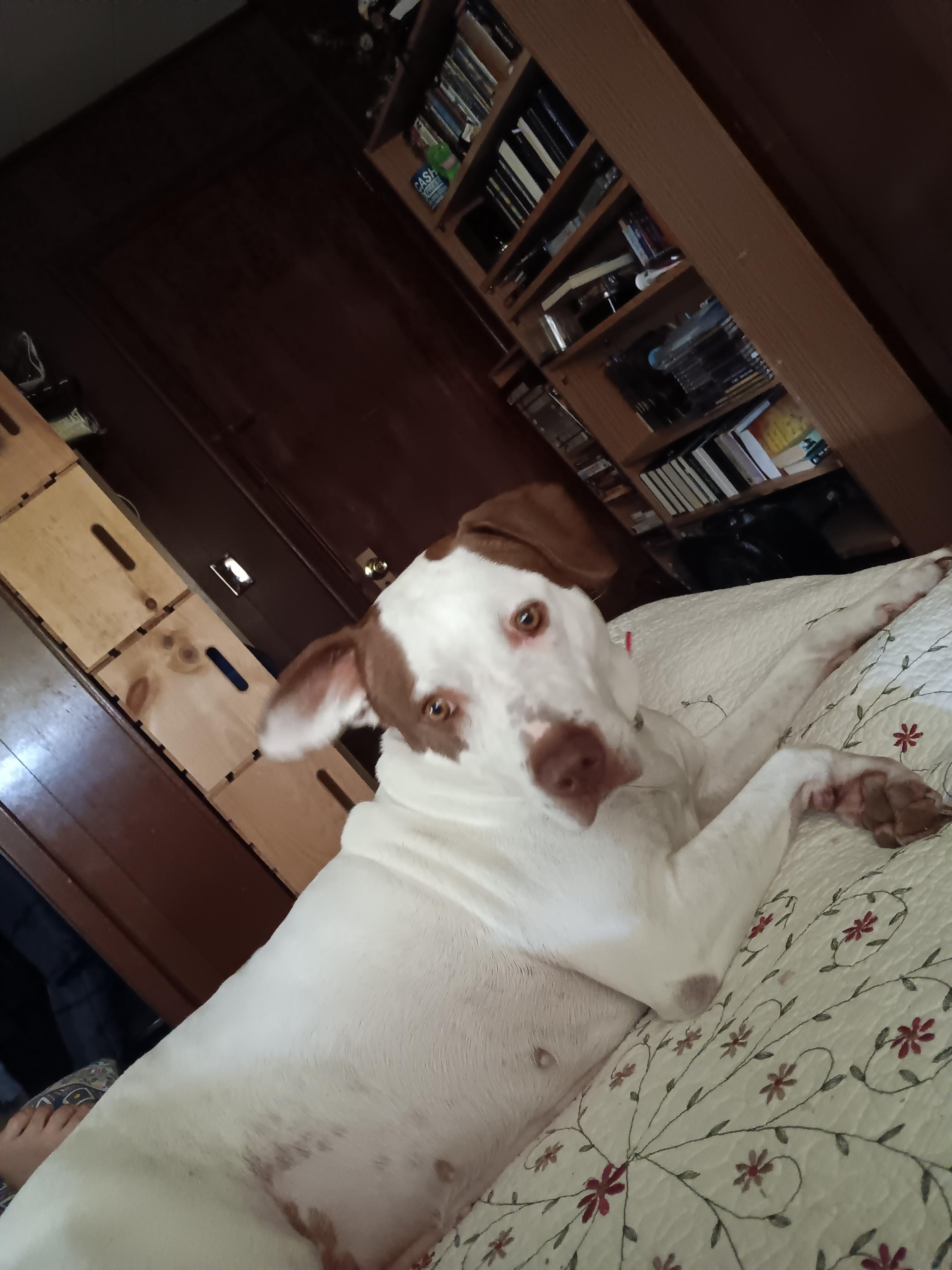 Lucy, Adoptable, Adult Female Pit Bull Terrier.