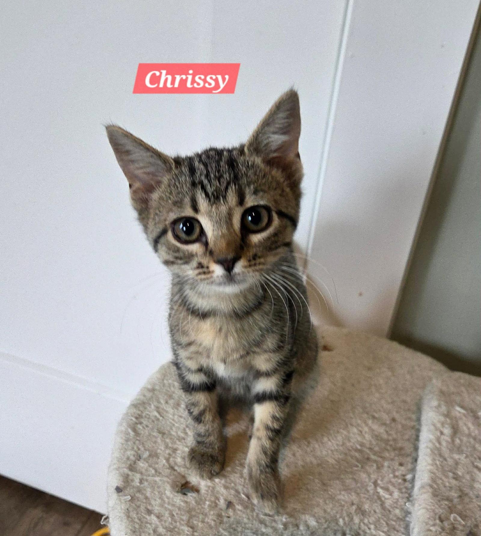 Enlarge Chrissy, a Adoptable Domestic Short Hair in Roxboro, NC image 2/2