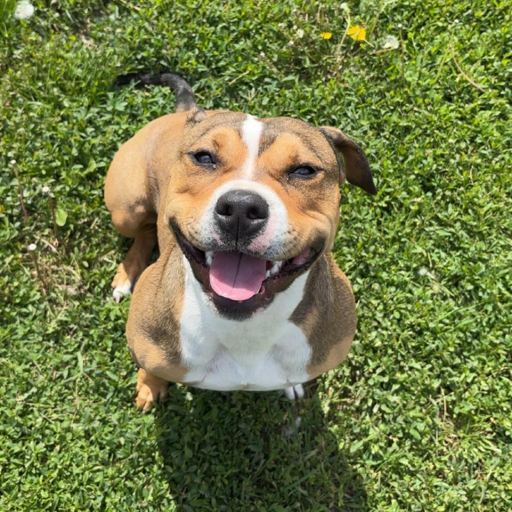 Sophie, Adoptable, Adult Female Pit Bull Terrier.