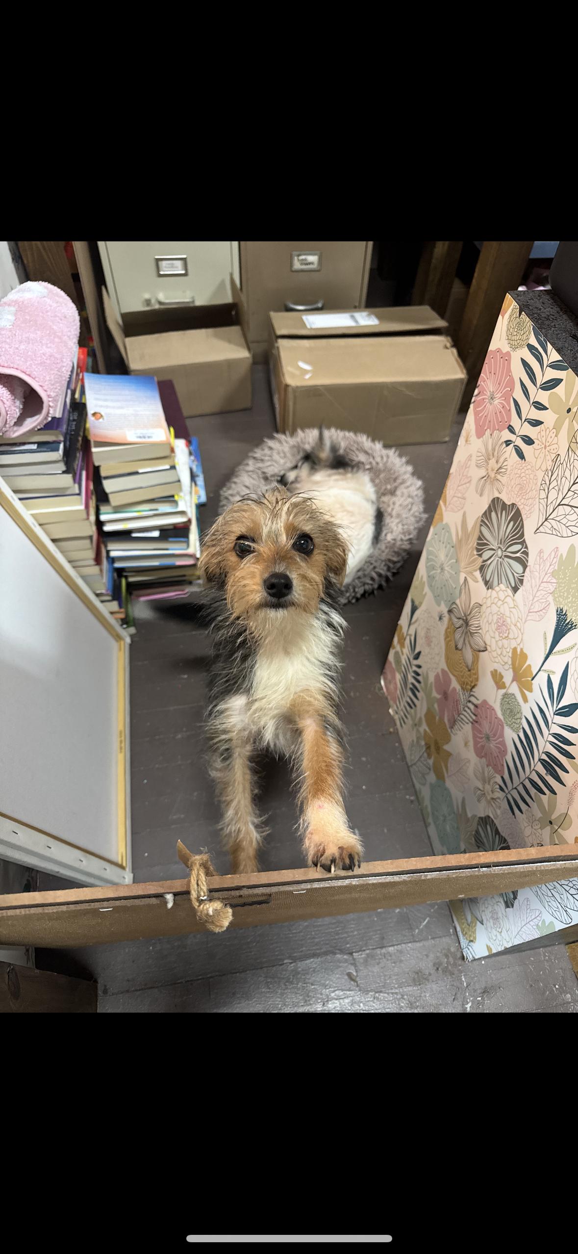 Friday, Adopted, Young Female Yorkshire Terrier.