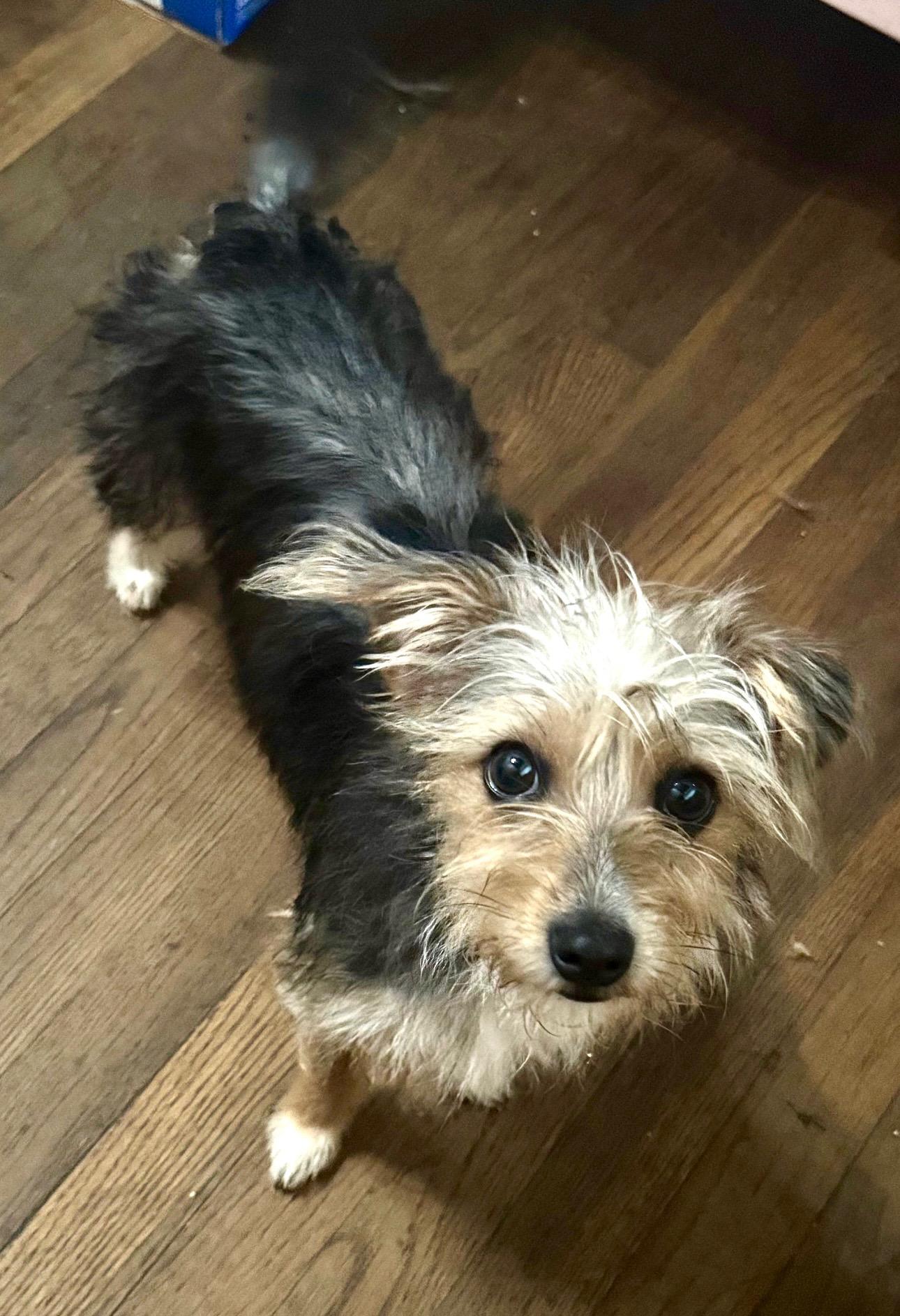 Enlarge Friday, a Adopted mixed breed in Milford, CT image 2/2