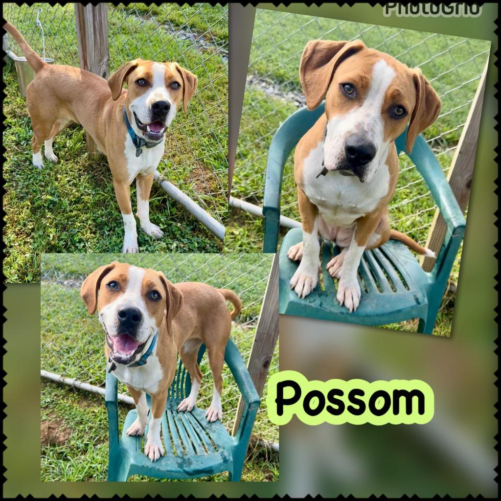 Enlarge Possom, a Adoptable mixed breed in Blountville, TN image 1/1