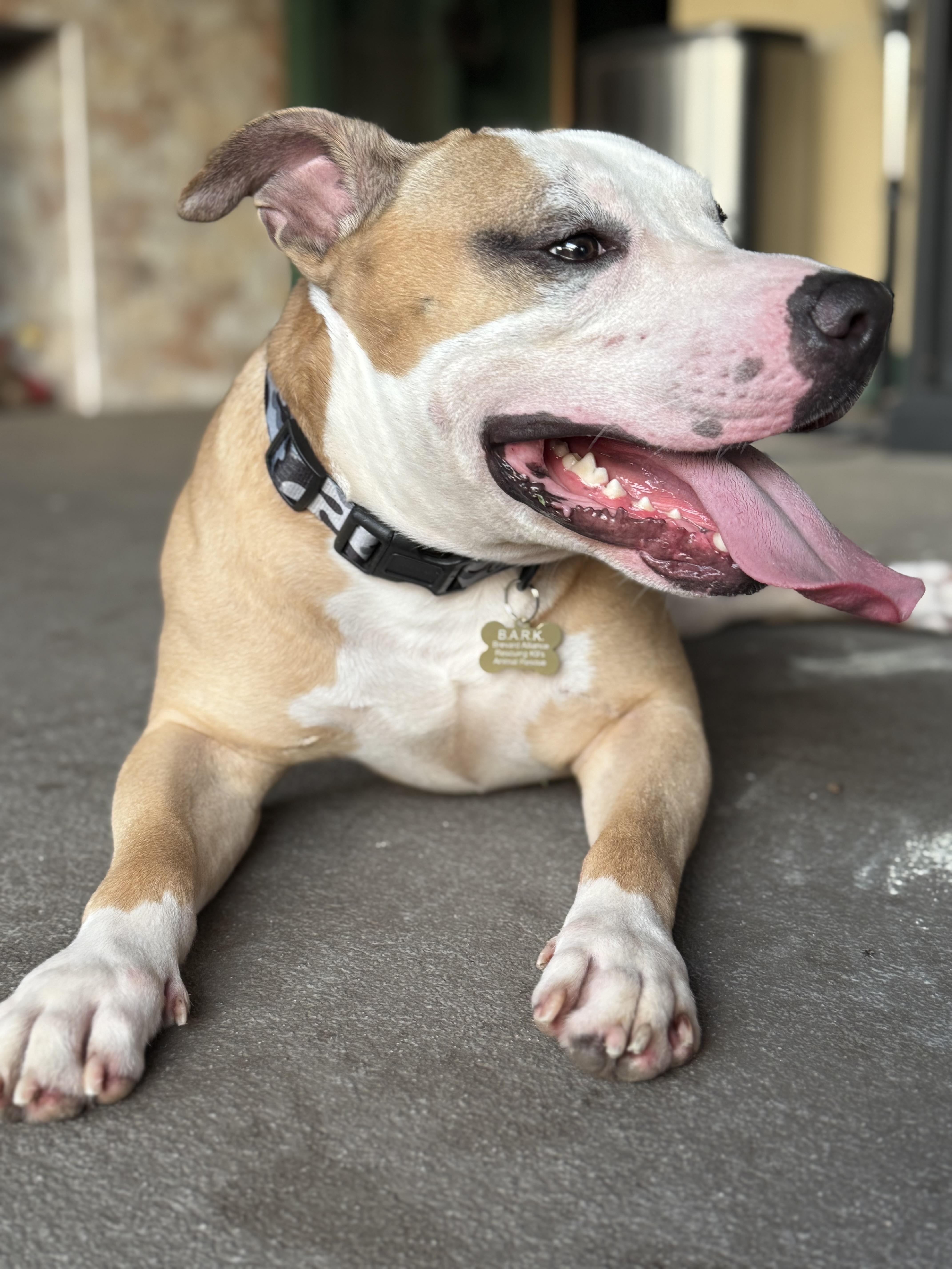 Enlarge Ollie, a Adoptable mixed breed in Palm Bay, FL image 1/6