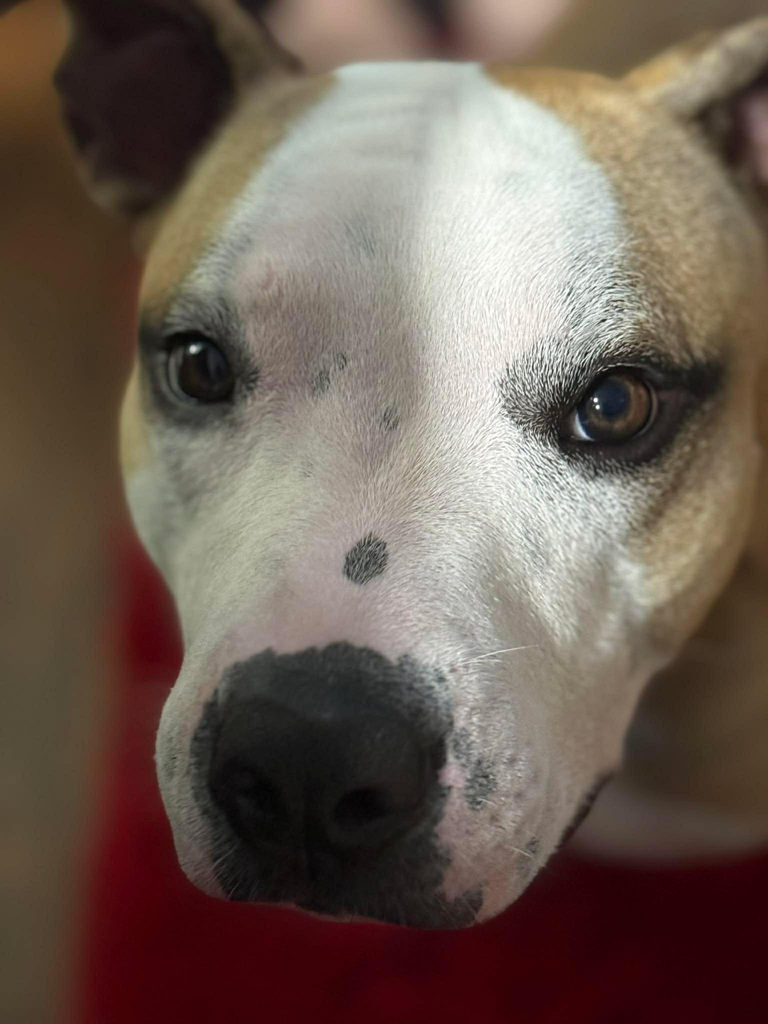 Enlarge Ollie, a Adoptable mixed breed in Palm Bay, FL image 1/6