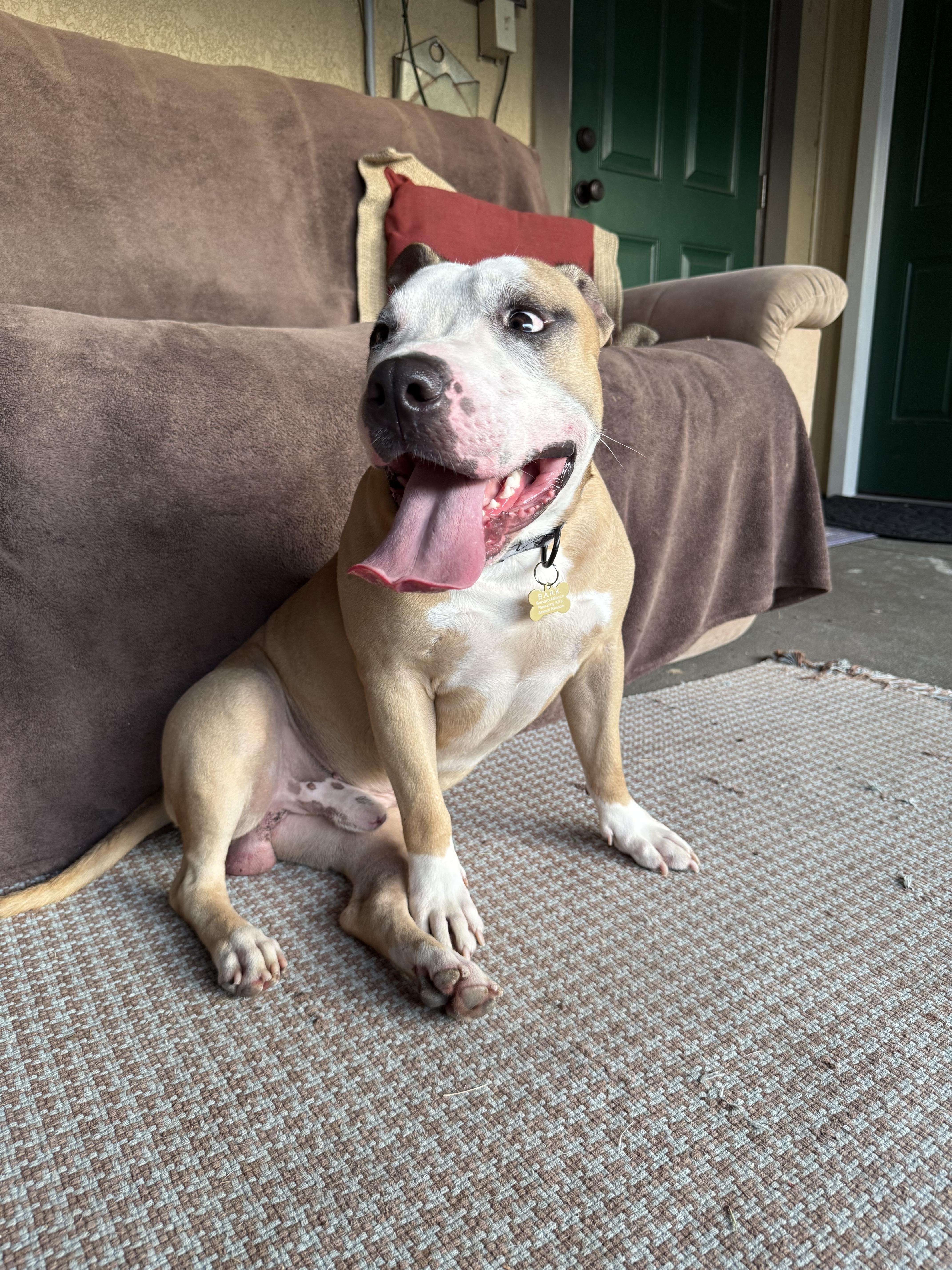 Enlarge Ollie, a Adoptable mixed breed in Palm Bay, FL image 2/6