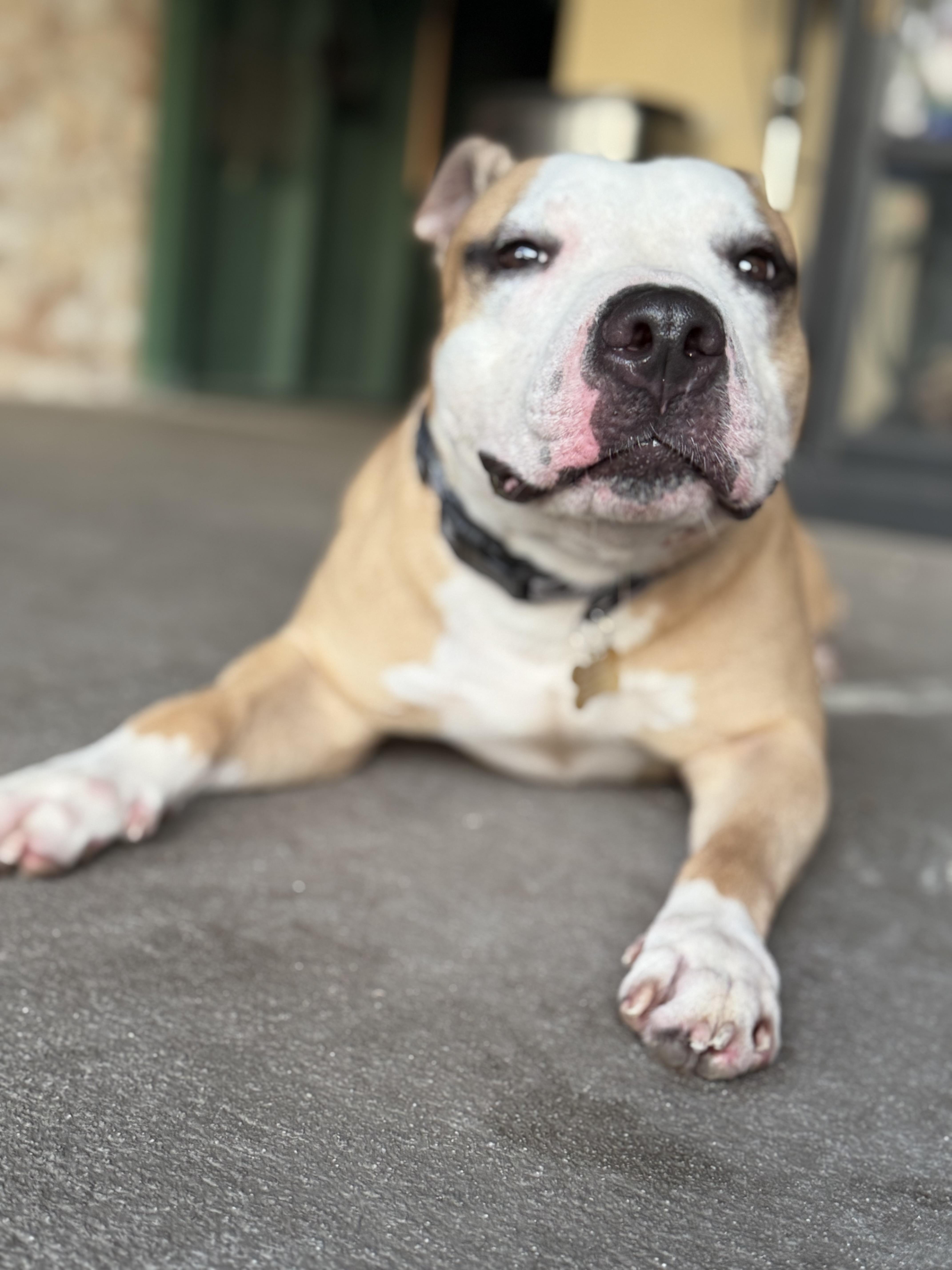 Enlarge Ollie, a Adoptable mixed breed in Palm Bay, FL image 4/6