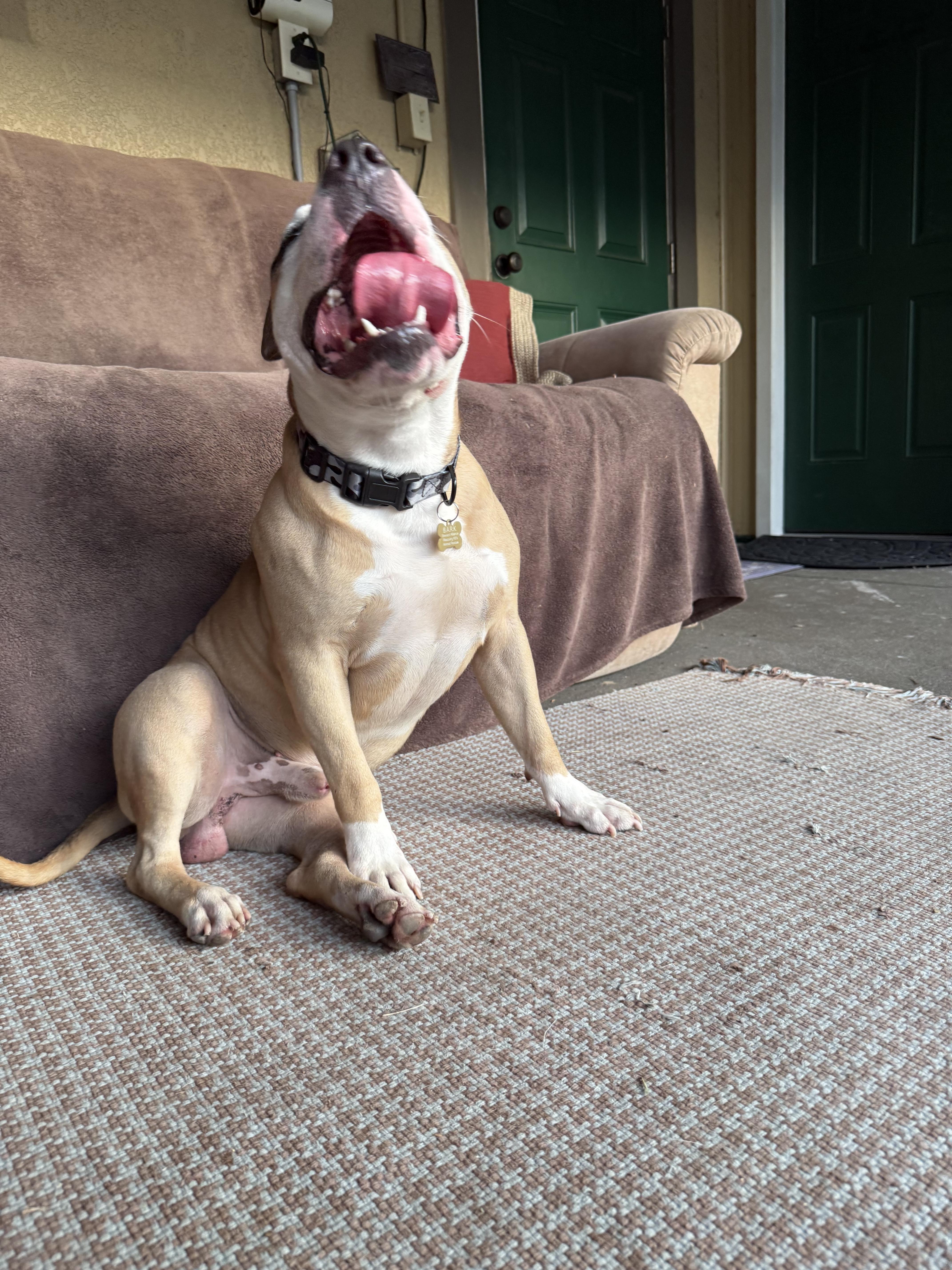 Enlarge Ollie, a Adoptable mixed breed in Palm Bay, FL image 5/6