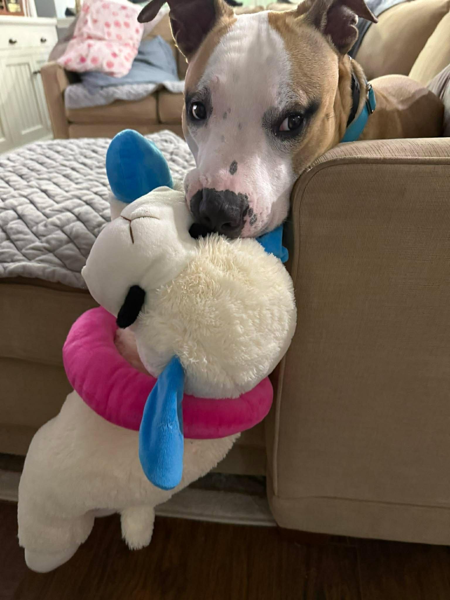 Enlarge Ollie, a Adoptable mixed breed in Palm Bay, FL image 6/6