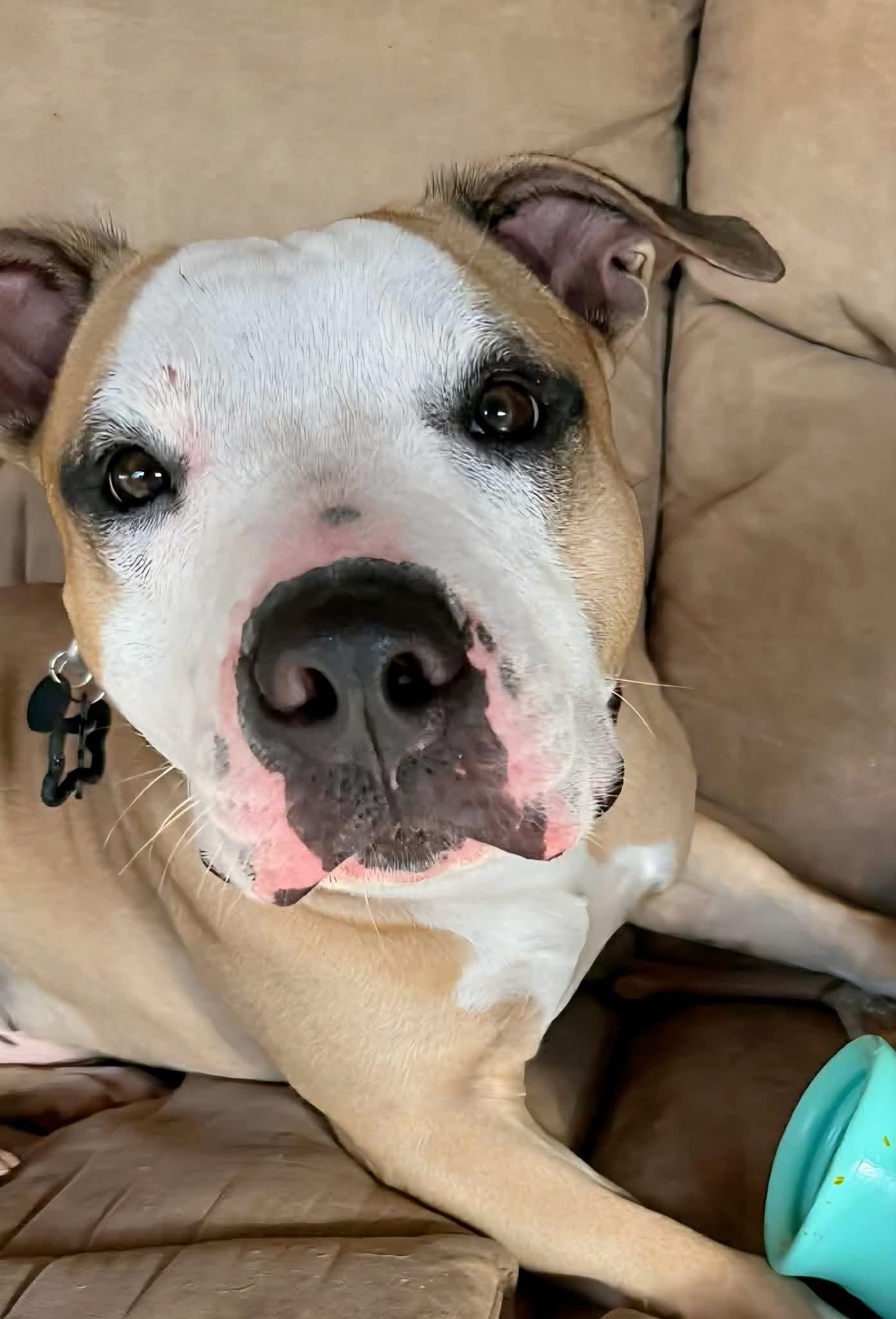 Enlarge Ollie, a Adoptable mixed breed in Palm Bay, FL image 6/6