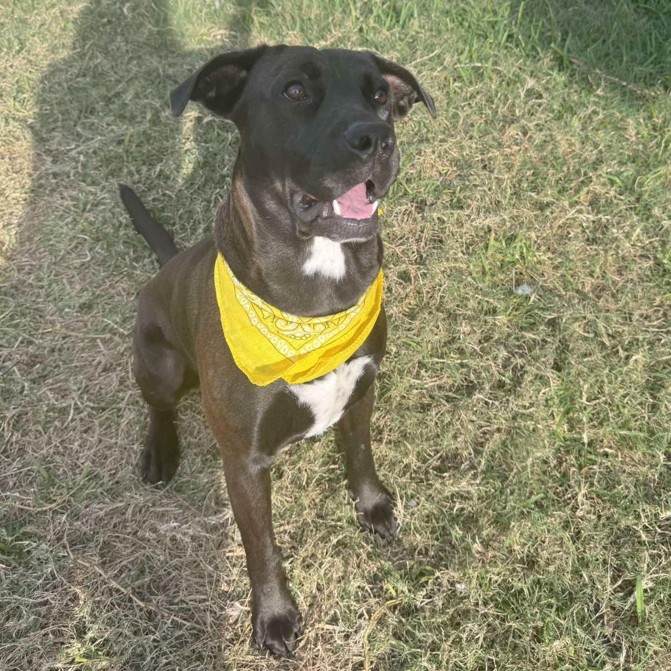 Enlarge Rascal, a Adoptable mixed breed in Tacoma, WA image 4/6