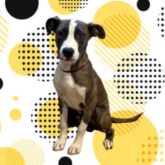 Enlarge Beiber, a Adoptable mixed breed in Tuscaloosa, AL image 1/2