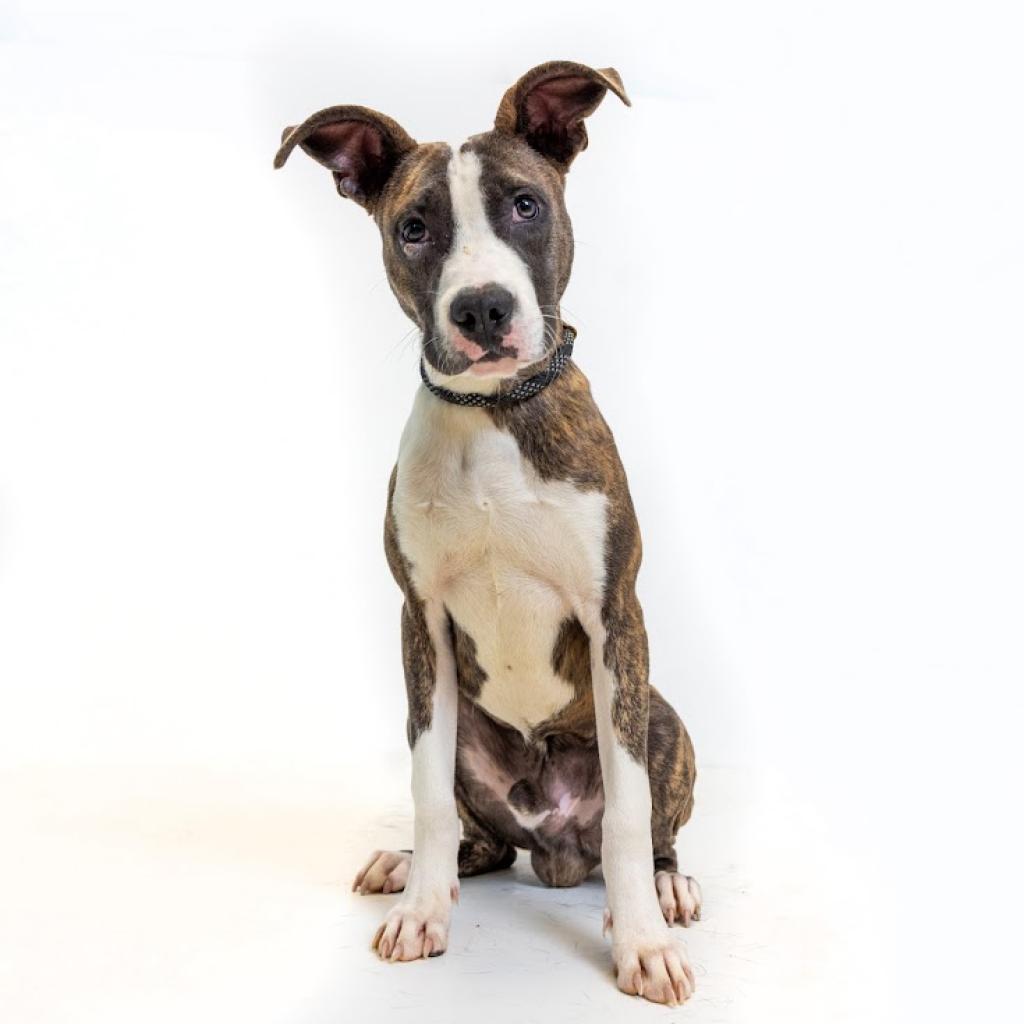 Enlarge Beiber, a Adoptable mixed breed in Tuscaloosa, AL image 2/2