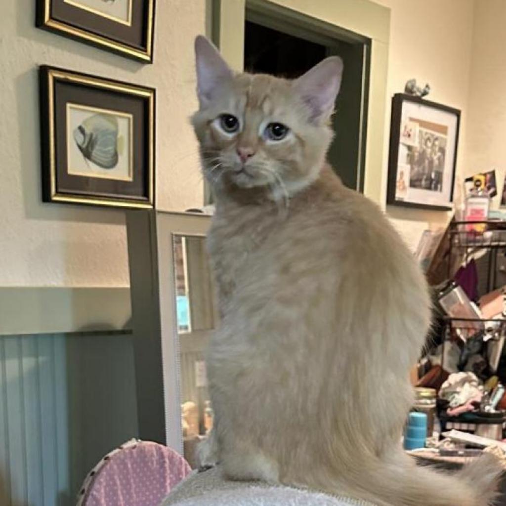 Midge, Adoptable, Adult Female Domestic Long Hair.