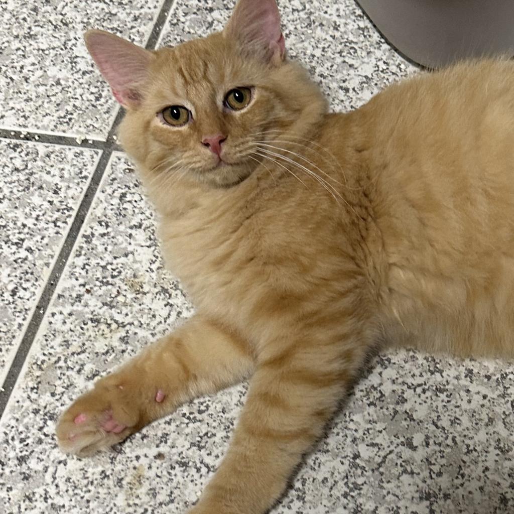 Enlarge Midge, a Adoptable Domestic Long Hair in Foley, AL image 2/3