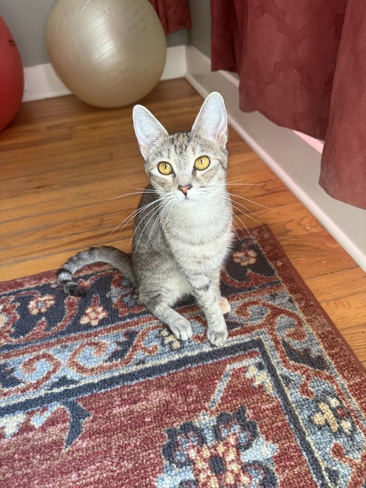 Nala, Adoptable, Young Female Domestic Short Hair.