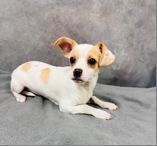 Enlarge Freckle, a Adoptable mixed breed in Portland, ME image 1/1