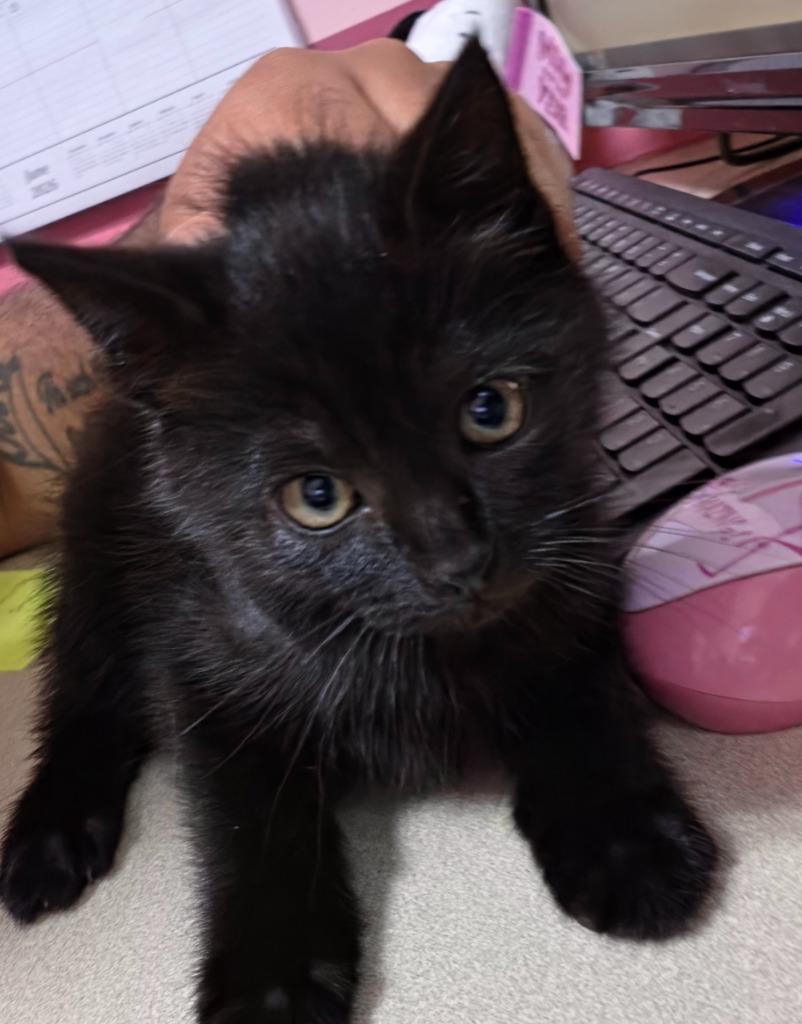 Enlarge Winter, a Adoptable Domestic Short Hair in Fall River, MA image 1/1