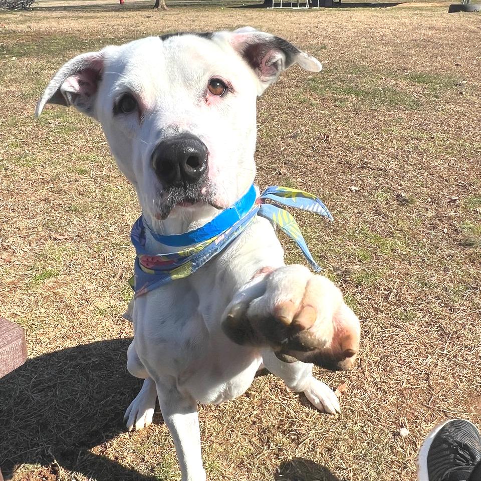 Ronnie — thumbnail 2