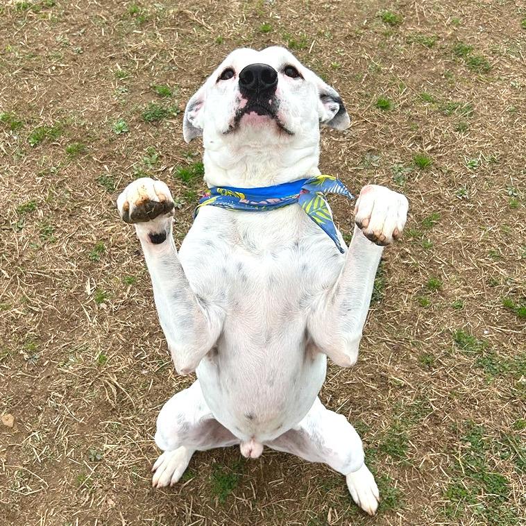 Ronnie — thumbnail 3