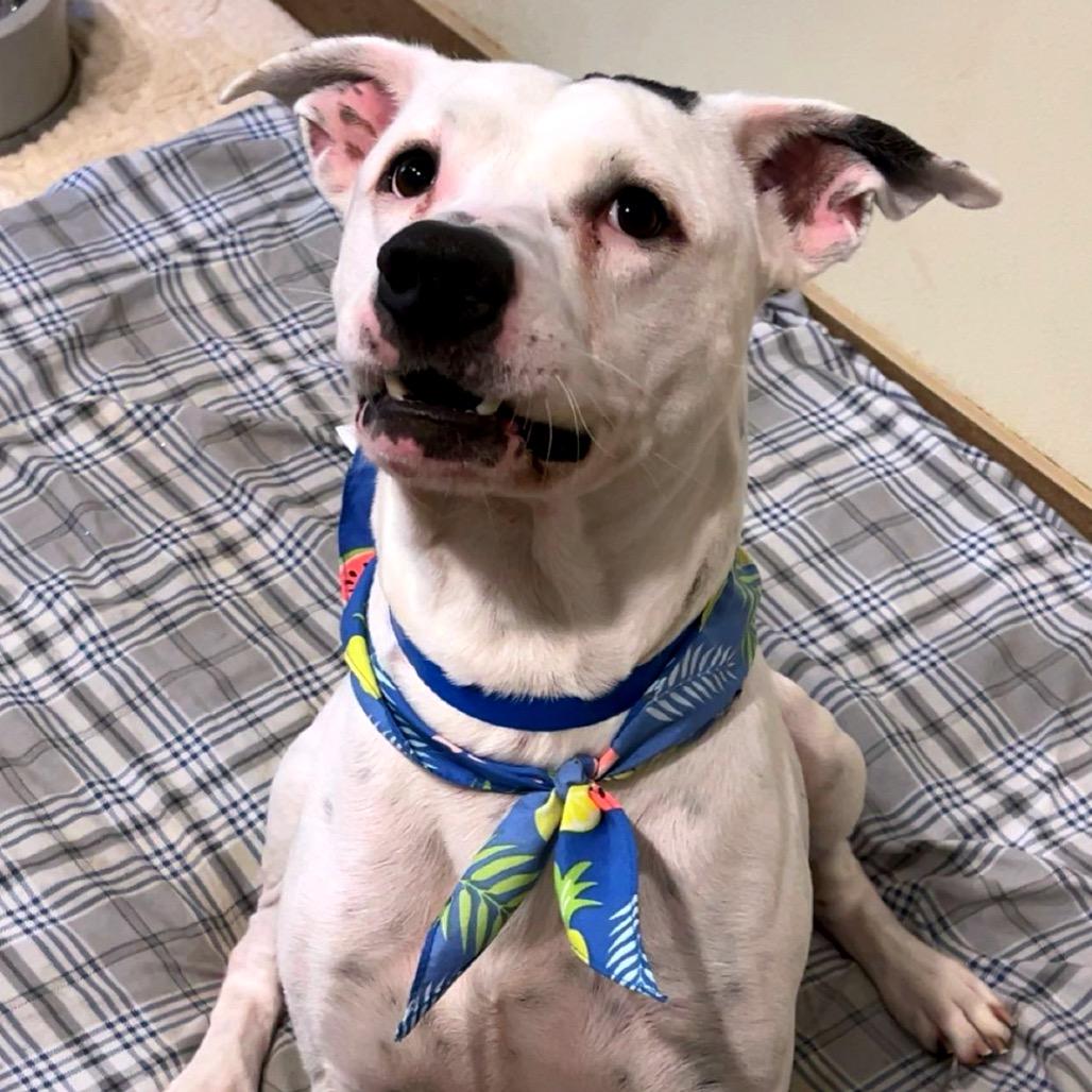 Ronnie — thumbnail 4