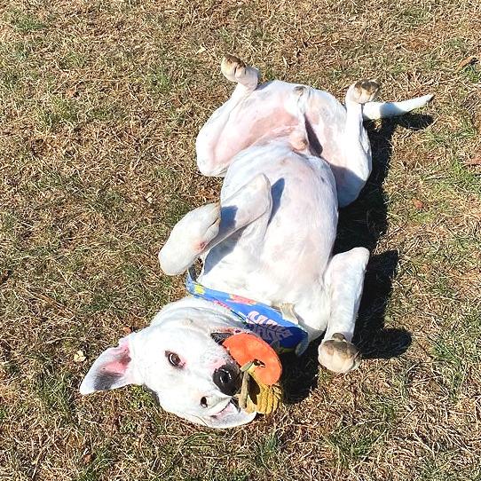 Ronnie — thumbnail 5