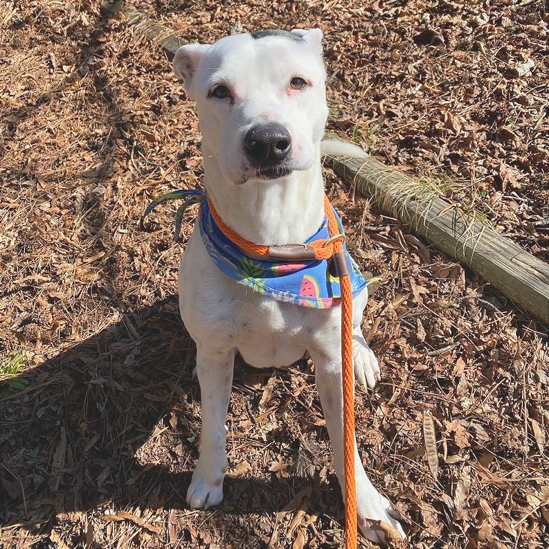 Ronnie — thumbnail 6