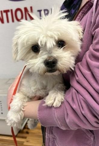 Enlarge Cotton, a Adoptable mixed breed in Pasco, WA image 4/5