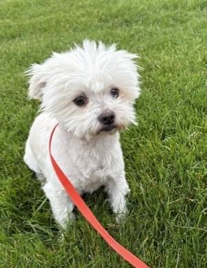 Enlarge Cotton, a Adoptable mixed breed in Pasco, WA image 2/5