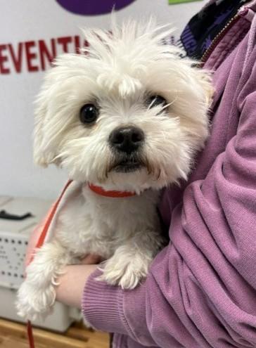 Enlarge Cotton, a Adoptable mixed breed in Pasco, WA image 3/5