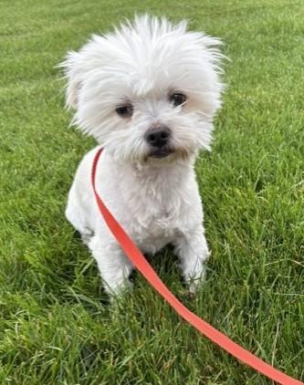 Cotton, Adoptable, Young Male Maltese.