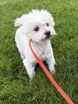 Enlarge Cotton, a Adoptable mixed breed in Pasco, WA image 5/5