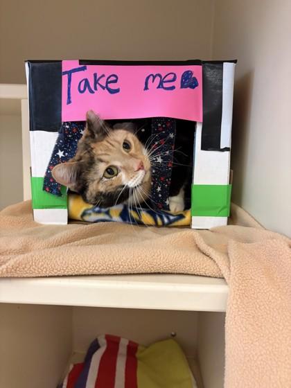 Tonya, Adoptable, Adult Female Domestic Short Hair & Domestic Short Hair.