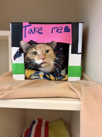 Enlarge Tonya, a Adoptable mixed breed in Detroit, MI image 2/2