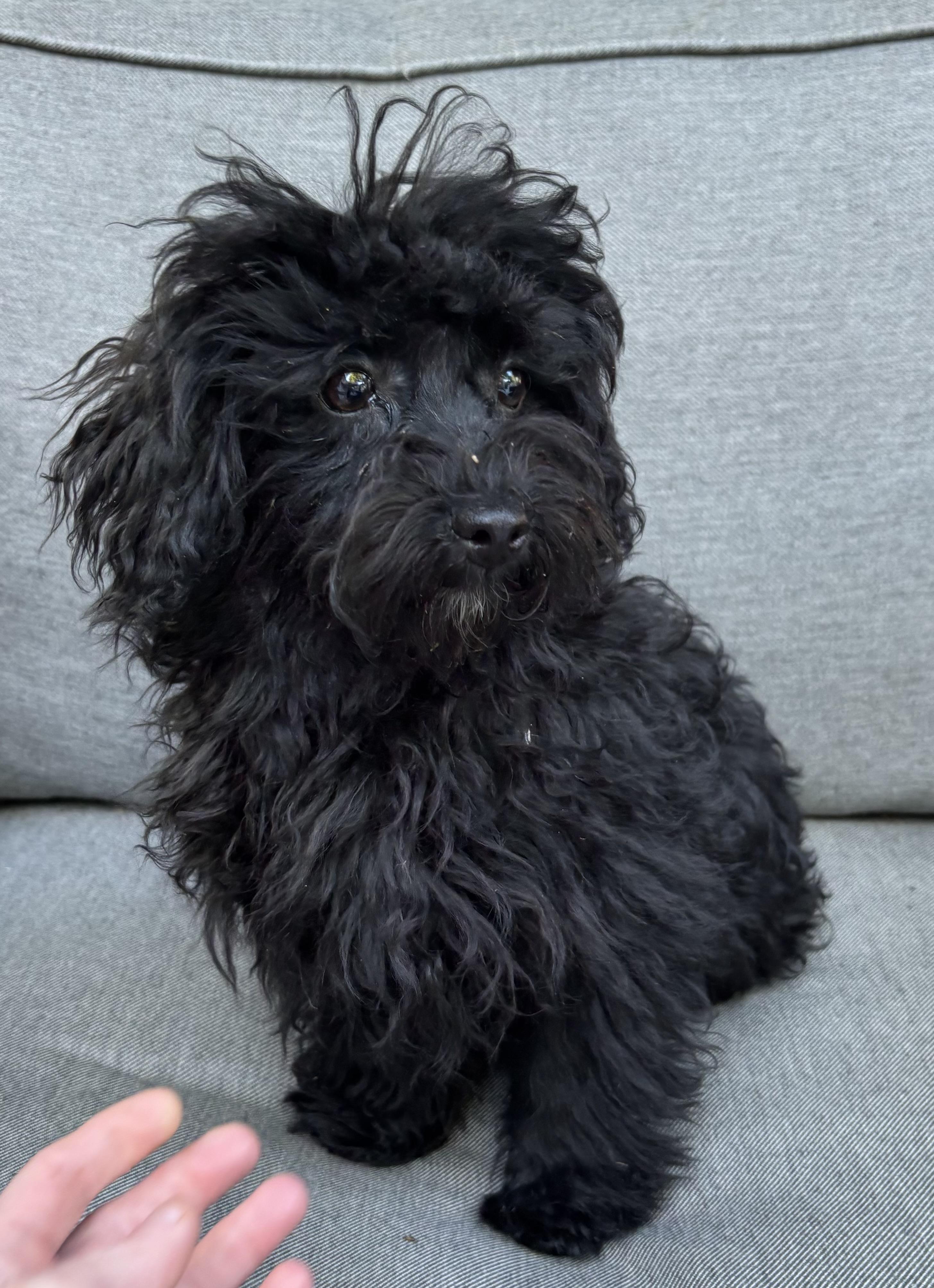 Rocket, an adopted mixed breed in Overland Park, KS image 2/4