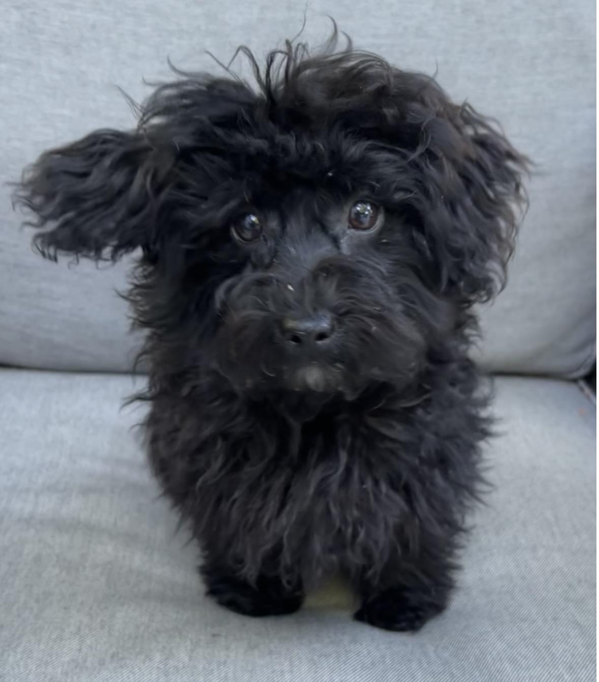 Rocket, adopted, Puppy Male Yorkshire Terrier & Poodle.