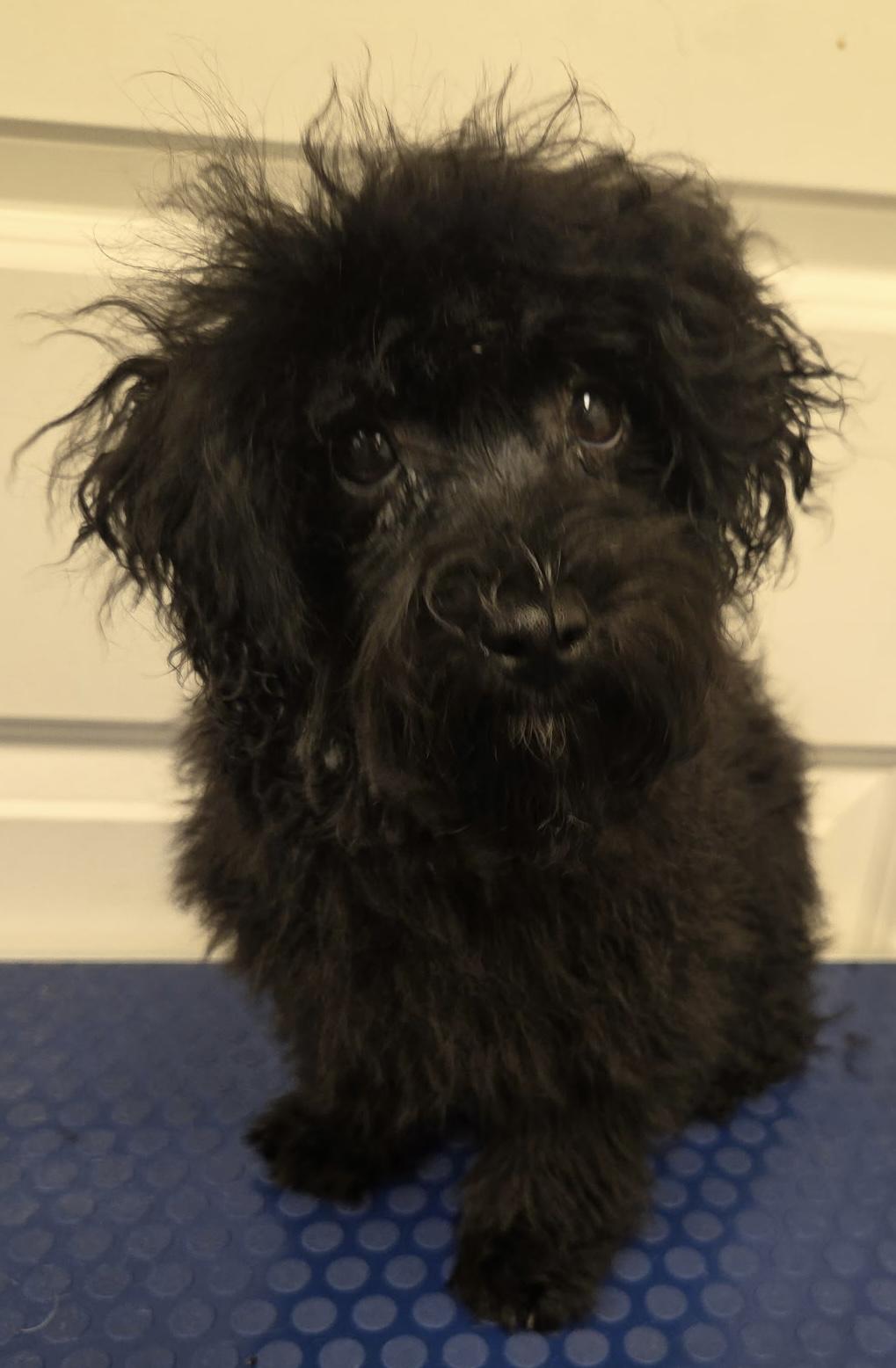 Rocket, an adopted mixed breed in Overland Park, KS image 3/4