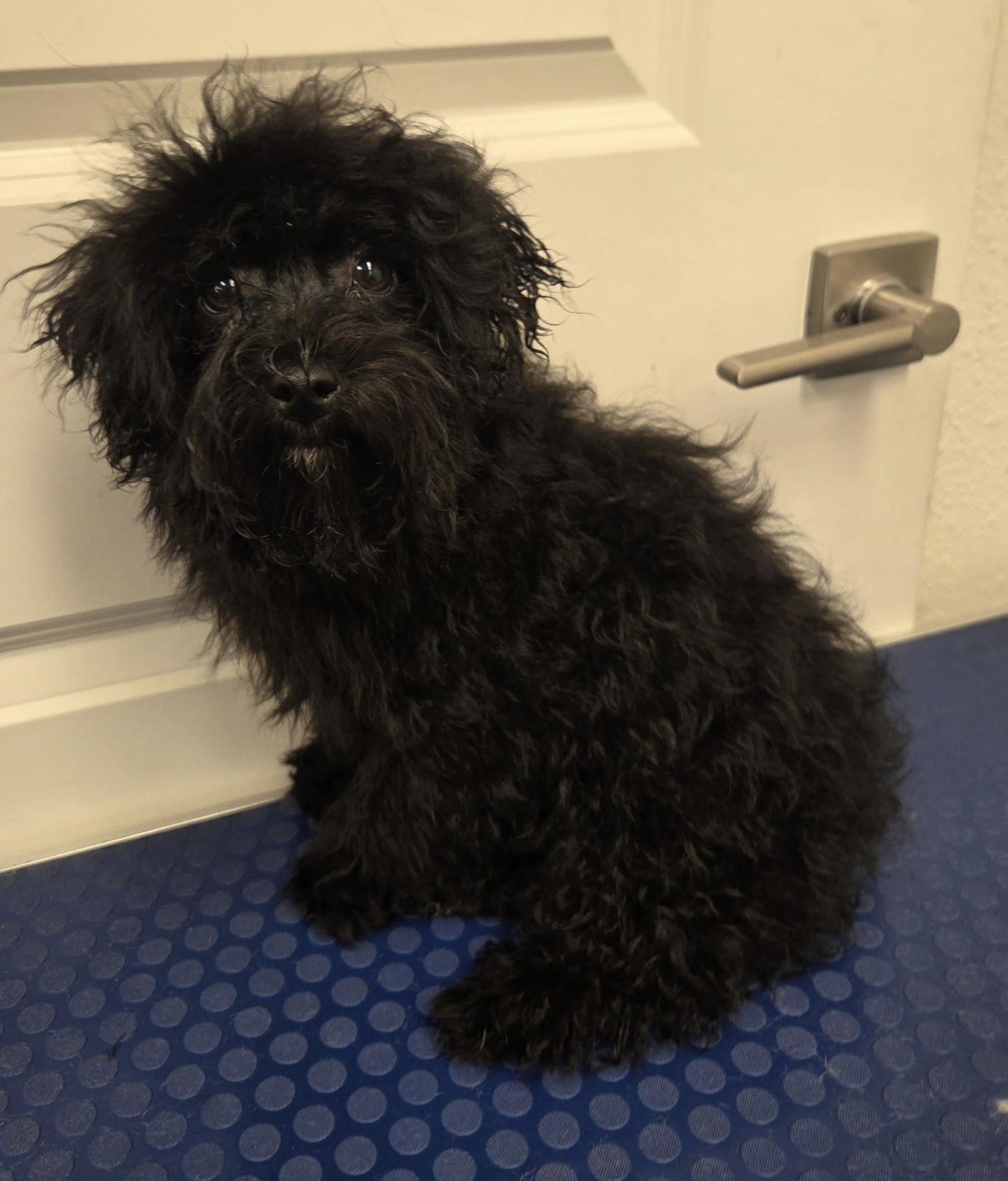 Rocket, an adopted mixed breed in Overland Park, KS image 4/4
