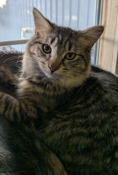 Carlos, an adoptable mixed breed in Owatonna, MN image 4/6