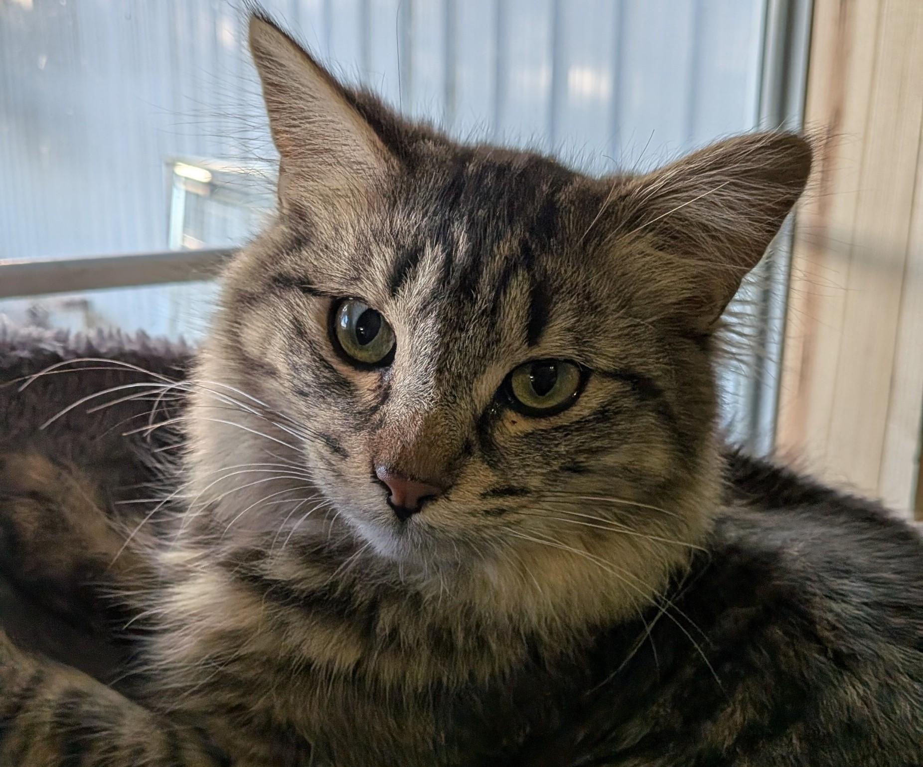 Carlos, an adoptable mixed breed in Owatonna, MN image 2/6