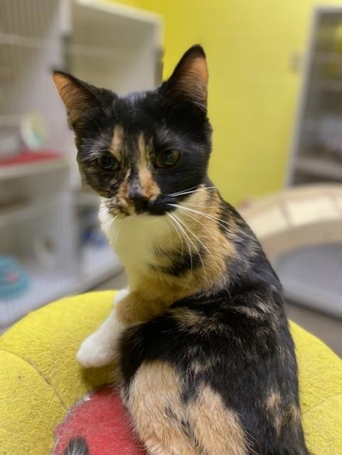 Enlarge Peebles, an adopted Calico in Memphis, TN image 2/3