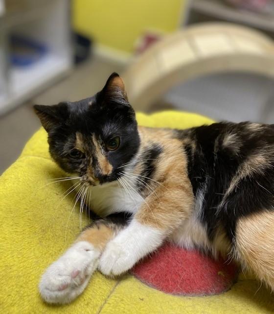Enlarge Peebles, an adopted Calico in Memphis, TN image 1/3