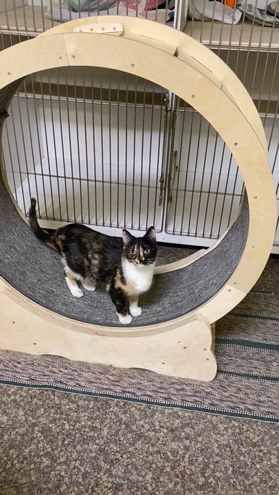 Enlarge Peebles, an adopted Calico in Memphis, TN video 3/3