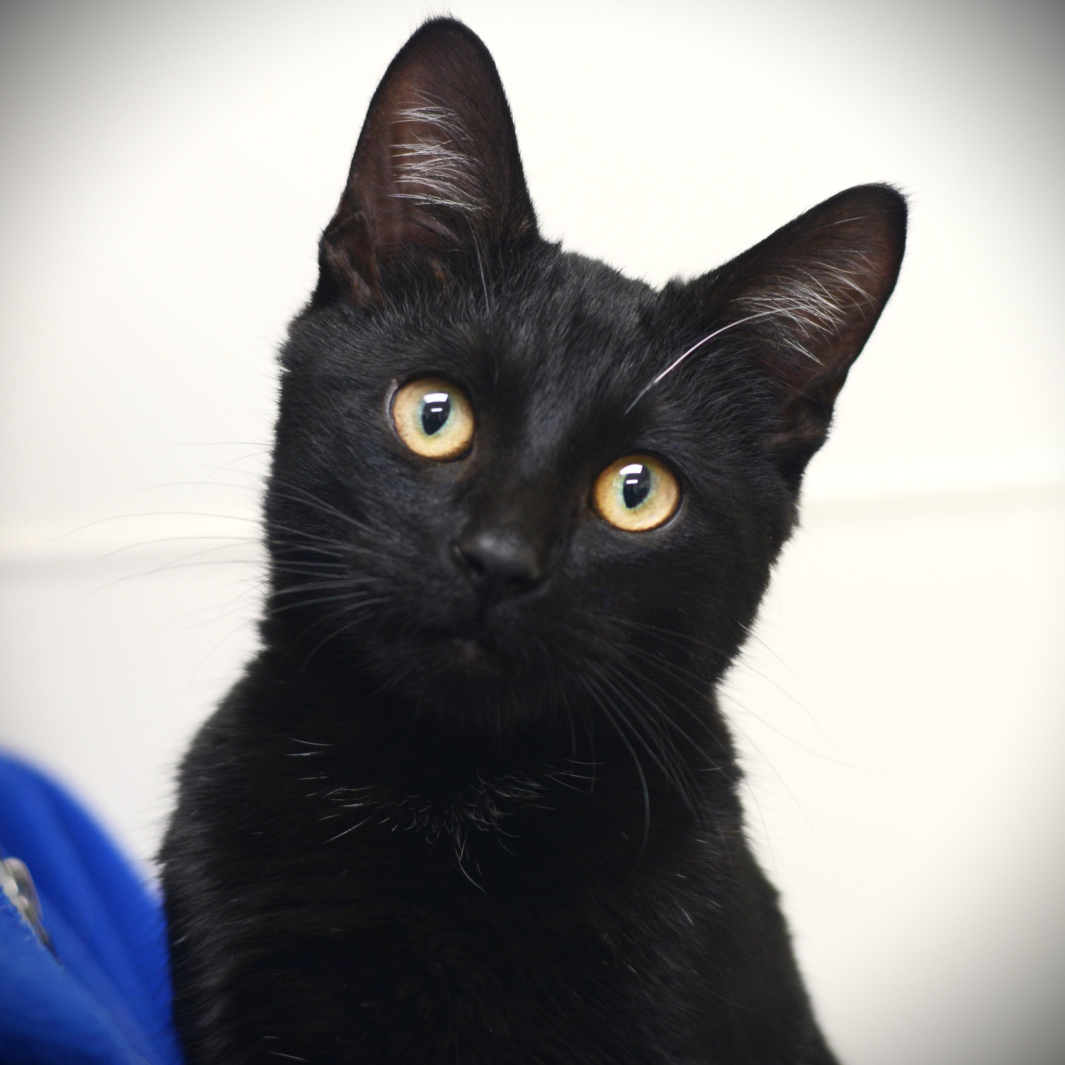 Barnie, ADOPTABLE, Young Male Domestic Short Hair.