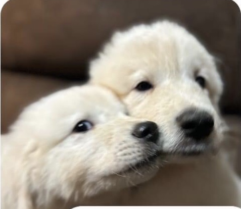 Enlarge Great Pyrenees Puppies, a Adopted Great Pyrenees in St. Clairsville, OH image 1/2