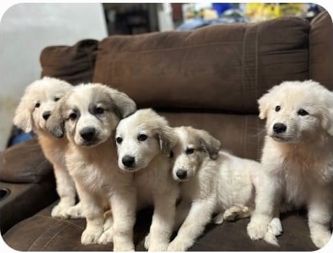 Enlarge Great Pyrenees Puppies, a Adopted Great Pyrenees in St. Clairsville, OH image 2/2