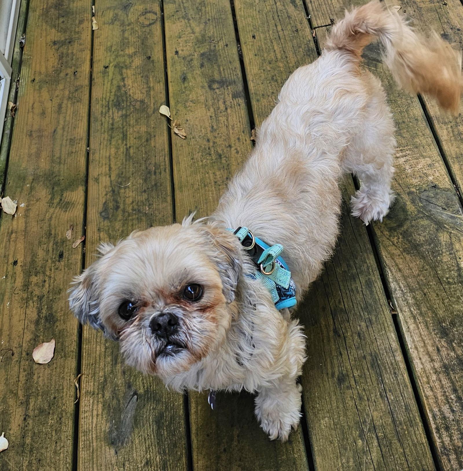 Mandy-OS, a Adopted Shih Tzu in Pataskala, OH image 1/3