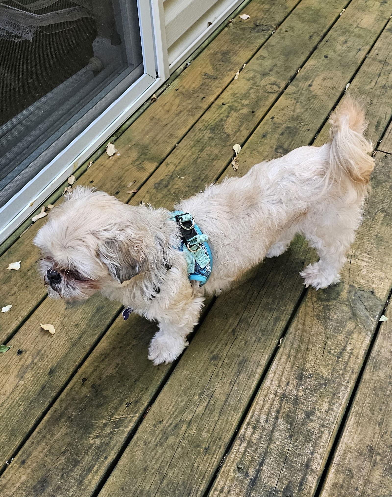 Mandy-OS, a Adopted Shih Tzu in Pataskala, OH image 2/3