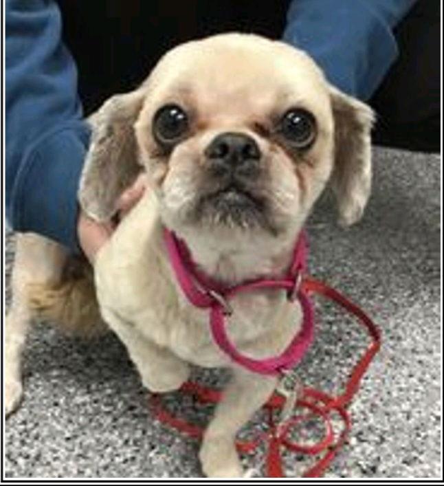 Mandy-OS, a Adopted Shih Tzu in Pataskala, OH image 3/3